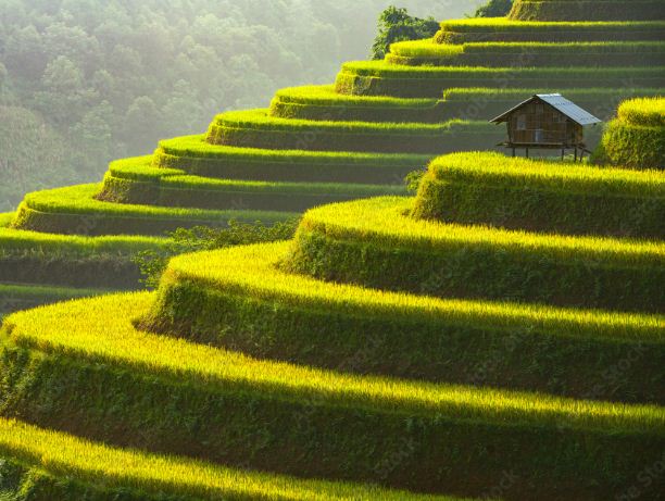 Sapa-terraces-rice-paddies-fields-vietnam-3